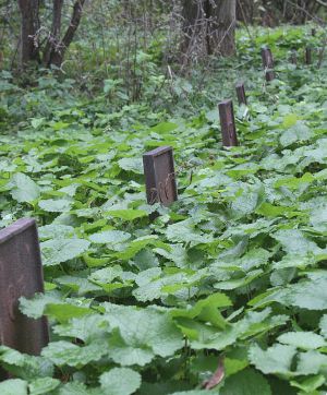 Willard Cemetery 2 by Roger Luther at nysAsylum.com