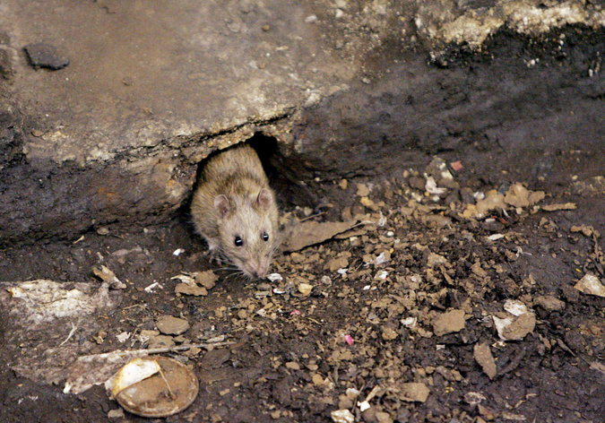 1860 Rats At Bellevue Hospital | The Inmates of Willard 1870 to 1900 ...